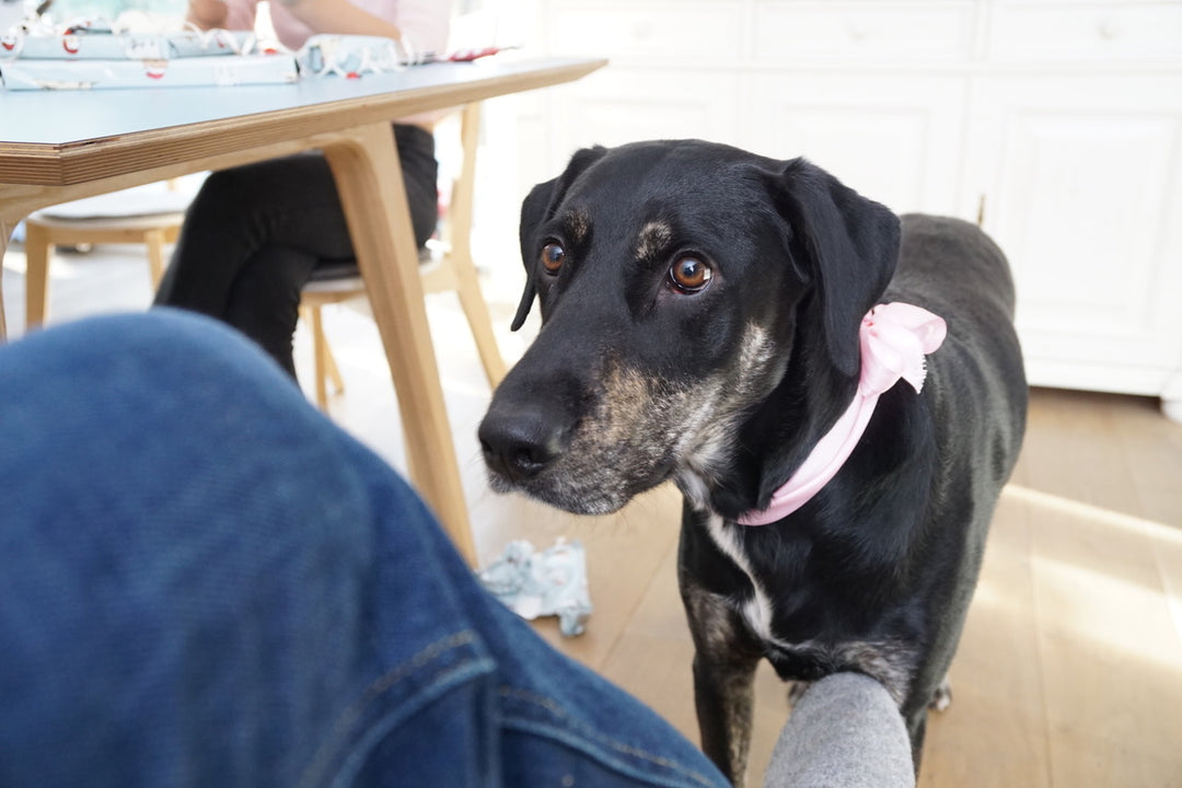 Süßer schwarzer Hund mit braunen Augen und rosa Schleife um den Hals. Dalmatiner Labrador Mischling Hunderasse, Dalmador Hund, süßer Hund groß