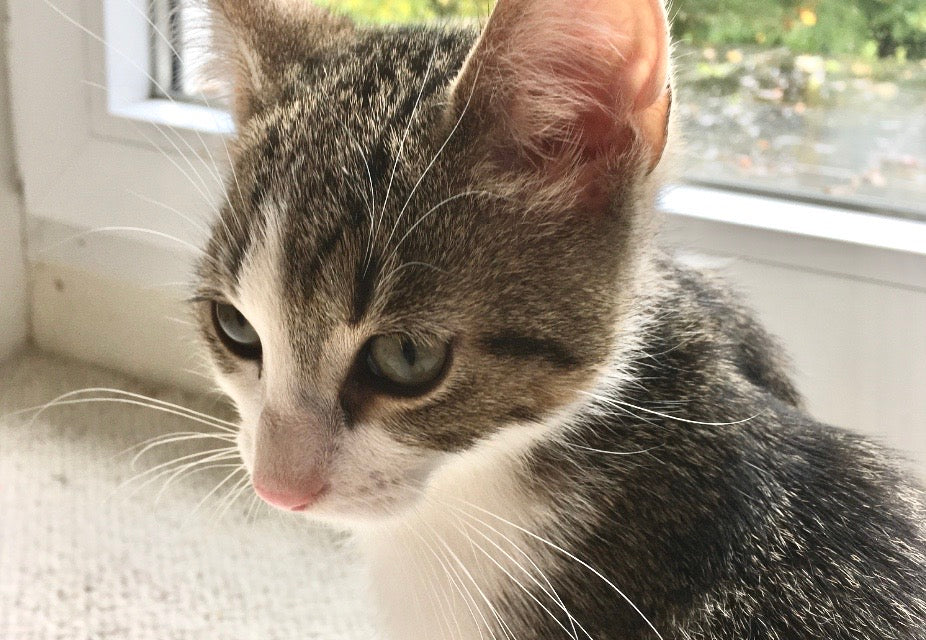 Süße Baby Katze, belgische Waldkatze, kleine Katze mit großen Augen und rosa Nase, weiß braune Kätzchen