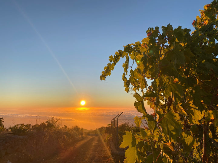 Sun Stud Earrings - Alicia&